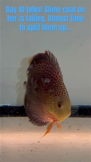 Discus fry at day 10! #discusfish #fishkeepinghobby #exoticaquariumfish #fishtank #aquarium