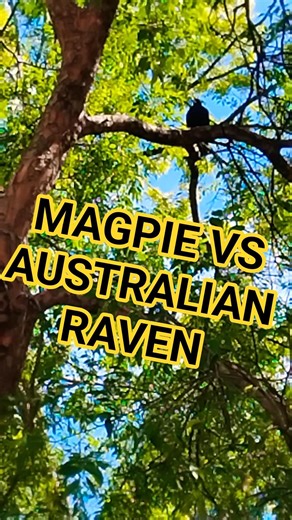 Magpie and Australian Raven show down