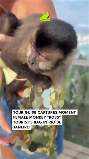 Tour Guide Captures Moment Female Monkey "Robs" Tourist's Bag in Rio de Janeiro