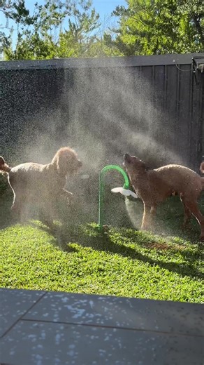 Best Groodle Puppy Gift for Christmas 2023