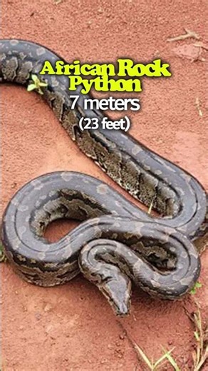 The Longest Snakes on Earth Are TERRIFYING 😱 #wildlife #facts