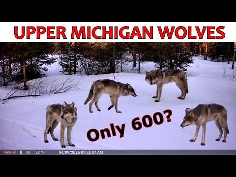 UPPER MICHIGAN WOLVES - IS THERE REALLY ONLY 600?