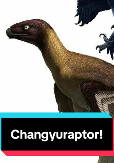 Changyuraptor: Small dromaeosaur from Early Cretaceous China