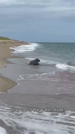 Great White Shark eats a seal off the coast of Nantucket