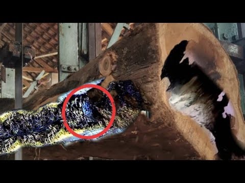 A brutal death in the middle of a sawmill - bandsaw machine