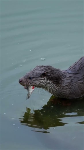 The Cute Predator. #wildlifeshorts #otter