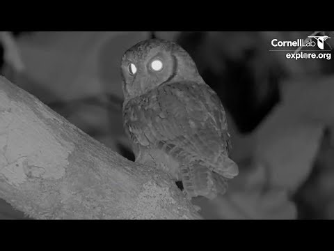 Species #92! Tropical Screech-Owl Visits Panama Fruit Feeder Cam At Night | Dec. 24, 2025