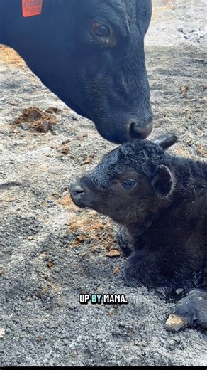 A little closer look💙🐮 | Katie Van Slyke