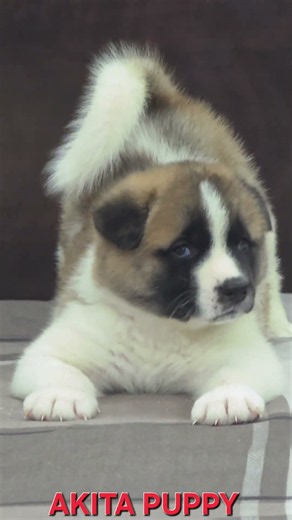 sunrise Kennels Import Line American Akita Puppy's #viral #akita #americanakita #dogs #dogshorts
