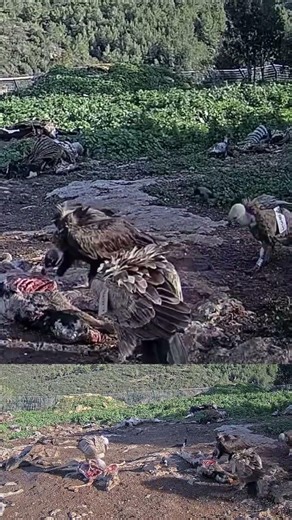 OMG Wildlife! 🦅 Cinereous Vulture Spotted