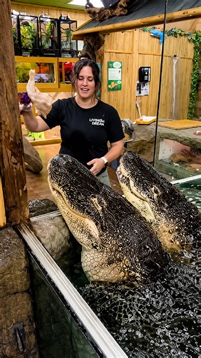 Watch how handlers manage feeding two massive alligators