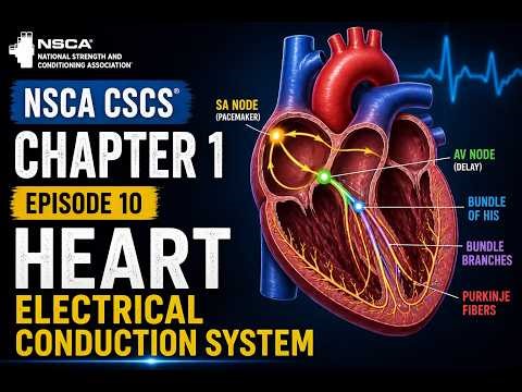 NSCA CSCS Chapter 1 episode 10: Heart Electrical Conduction System Explained