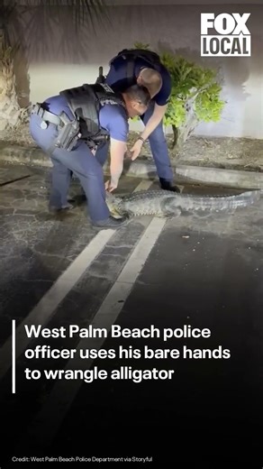 Officer wrangles alligator in Florida | FOX 10 Phoenix