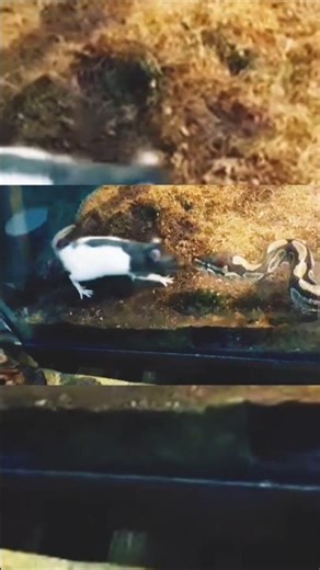 Ball Python Strike #reptiles #snake #python #speed #wicked #crazy