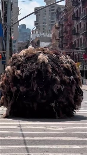 New Yorkers are used to seeing a lot of strange things around the city, and this giant hairball tumbling through the streets was no exception.