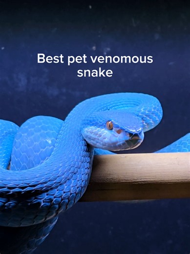 Never get a venomous snake as a pet. #reptiles #pets #fakesnake | Boomslang Snake