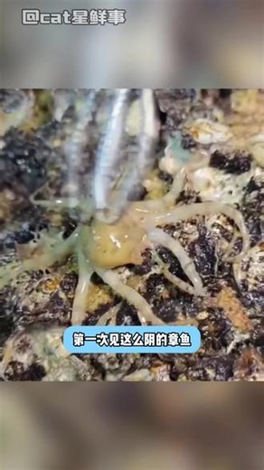 蓝环章鱼真是又阴又毒，吓得我马上看了看盘子里的章鱼#蓝环章鱼 #野生动物 #冷知识 #万万没想到
