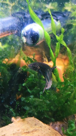 Copper Guitar Betta Smaragdina SUCCESS!!! #betta #wildbetta #aquarium #fishtank #fishaquarium #fish