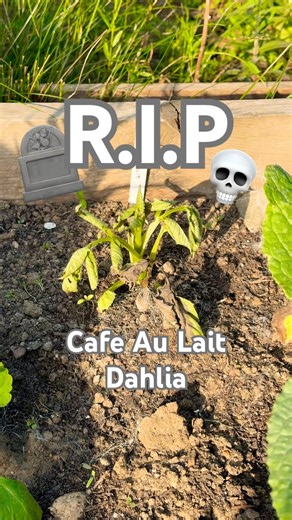 What’s happened to my Dahlia?! 💀