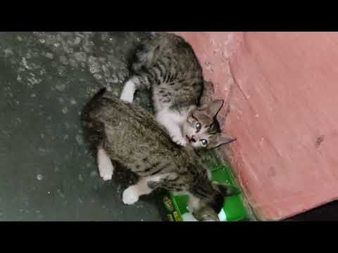 Angry Cats Sound | Cat Fight sound effects | Kitten meowing #shorts​cat sound effects | #cat #viral