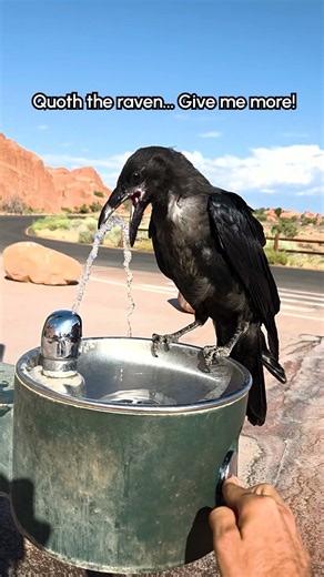 And just like that, he has become one of the bird's elite employee's! 🐦‍⬛💦❤️