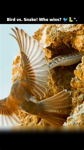 ​Bird vs. Snake: A Deadly Game of Survival! 😱🐍🐦. #WildlifeBattle #BirdVsSnake #NatureIsBrutal #viral