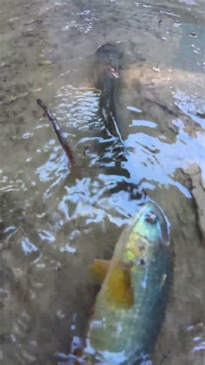 Amazing Water Flow Fishing! 🌊 Catching Fish in Current #fishing #fish