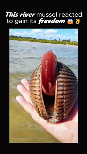 This river mussel reacted to gain its freedom 😱👌