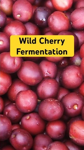 Easy primitive method to make a tasty fermented drink from the wild hollyleaf cherry fruit