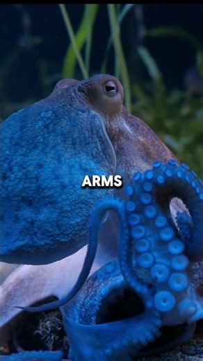 The Octopus Is an Alien 🐙👽 #animalfacts #wildlife