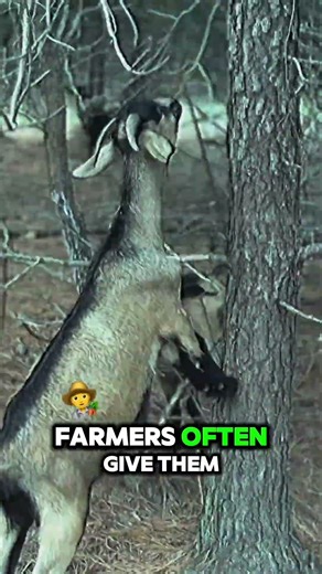 Essential Goat Facts You Need to Know #GoatBasics #AnimalEducation