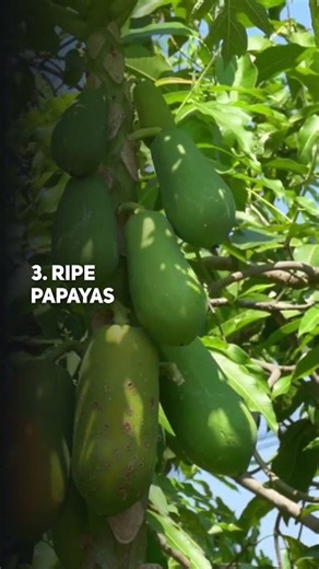 Monsoon Fruits And Vegetables For Colon Health #shorts