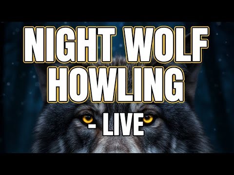 Night Wolf Howling LIVE STREAM | Wild Forest Sounds
