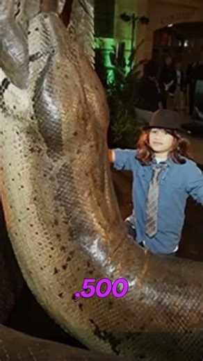 the largest SNAKE that has ever lived ....TITANABOA