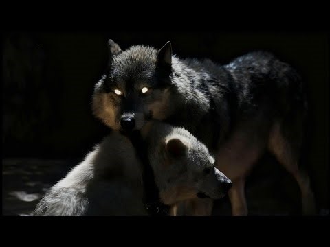 Wolf Pack Embush Kangal dog - Wolves Attacks Guardian Dog