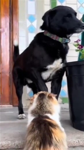 Mama Cat Slaps Dog to Protect Her Baby 😂🐱#cat #funnycat #catvsdog #kitten #funnyanimals #viral