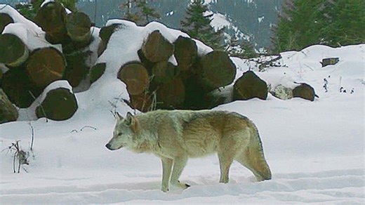 A new report shows Washington's wolf population is growing