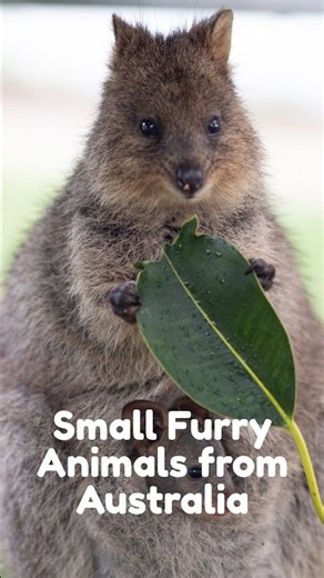 This Animal Is Always Smiling—How Is That Possible?! 😱 #cuteanimals #quokka