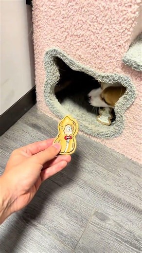 Starting from zero frame today, Corgi’s hole-drilling puppy’s all-cute plan captures every frame
