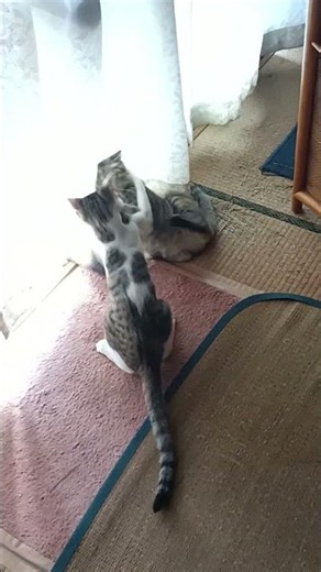 かわいい猫の喧嘩 #cat