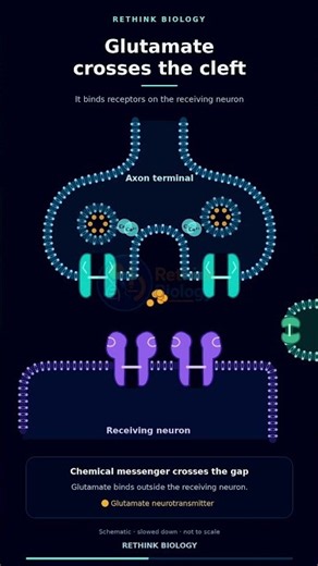 How a Chemical Synapse Works 🧠⚡ | Synaptic Transmission Explained #Shorts #biology #science