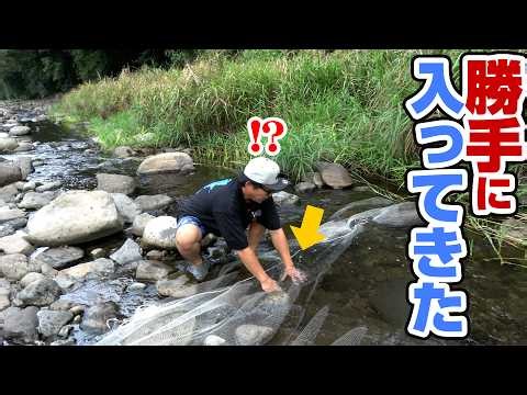 減水した川に大量の高級魚が…