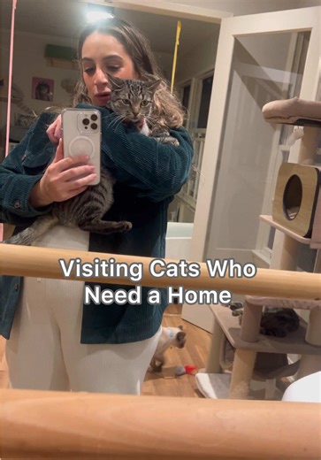 Should we adopt a fourth cat? 🥹🫠 If interested, please reach out to @longbeachspayandneuter #fyp #foryou #foryoupage