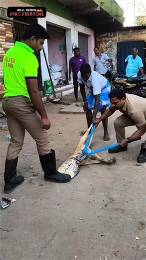 டப்பாவிற்குள் தலையை விட்டு தவித்த நாய் 🐶