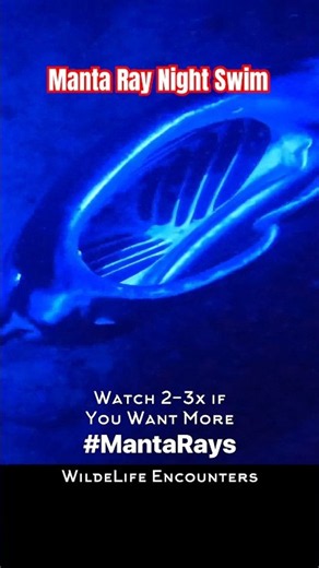 Your Algorithm Needs More of THIS... (Manta Ray Night Swim) Big Island Hawaii