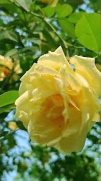 Bloom Explosion Magic of Rose Vine #soniasvatika