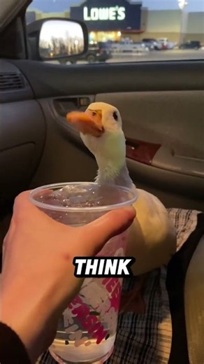 Would you survive a 50 duck attack? 🦆💀 #shorts #animals