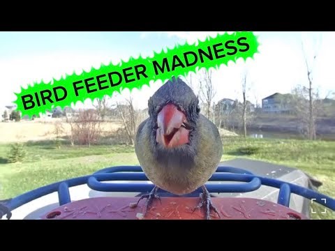 Backyard Bird Feeder EXPLODES with Cardinals, Finches & Doves! 