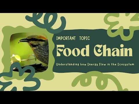 Food Chain & Energy Flow in Ecosystem | Biology Basics for School + Competitive Exams