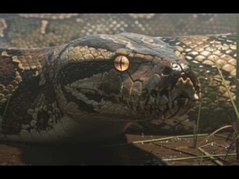 Why Burmese Python Removal in Southwest Florida Is More Important Than Ever
